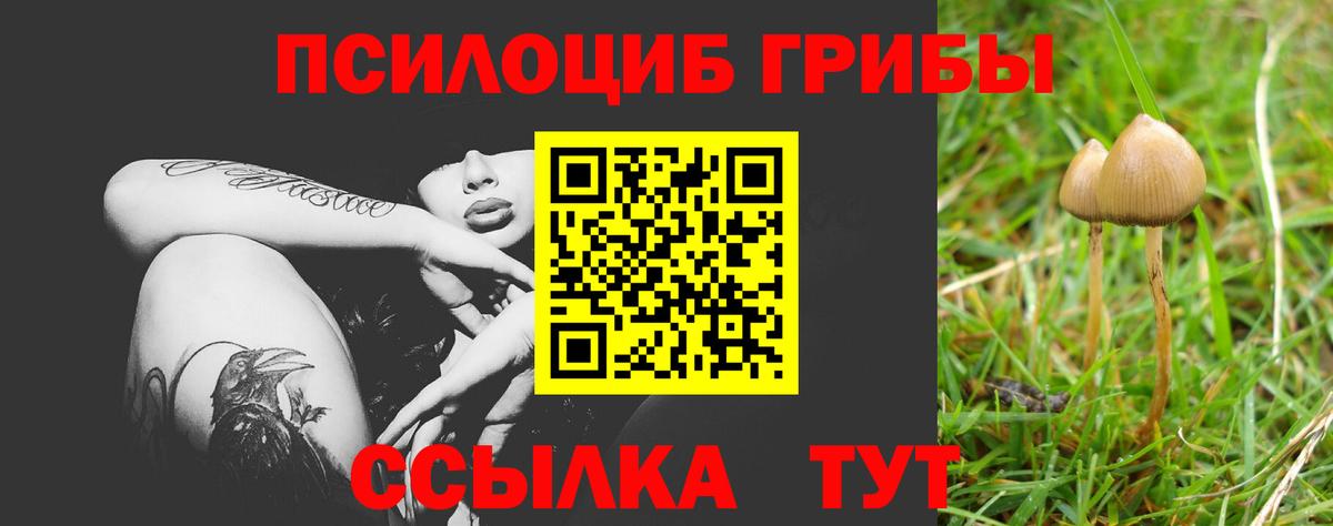 Галлюциногенные грибы Psilocybine cubensis Сосновоборск